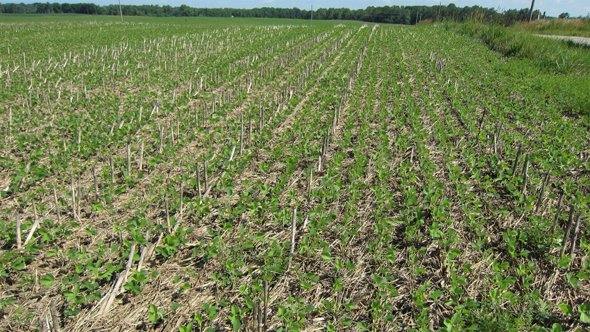  Young soybean plants growing in a no-till field