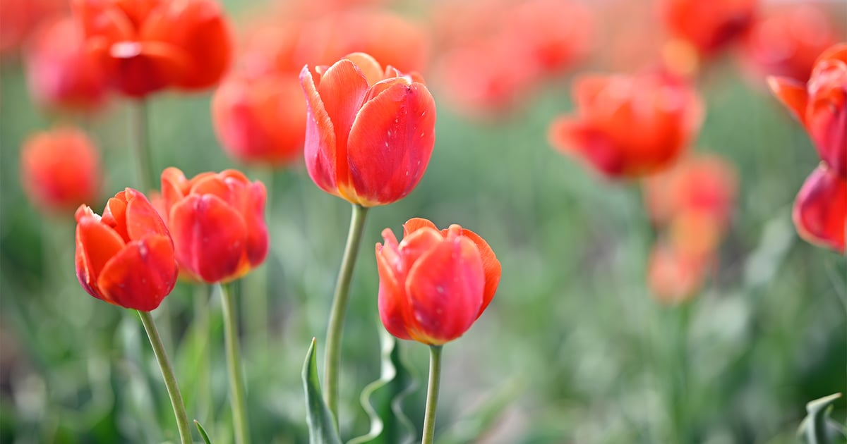 Colorful scenes from the Midwest Tulip Fest