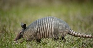 armadillo-GettyImages-121796634.jpg