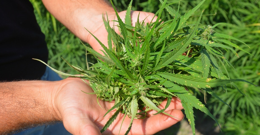 Bryan Harnish cradles a stem from one of his hemp plants in his hands