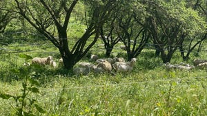 Sheep graze in orchard