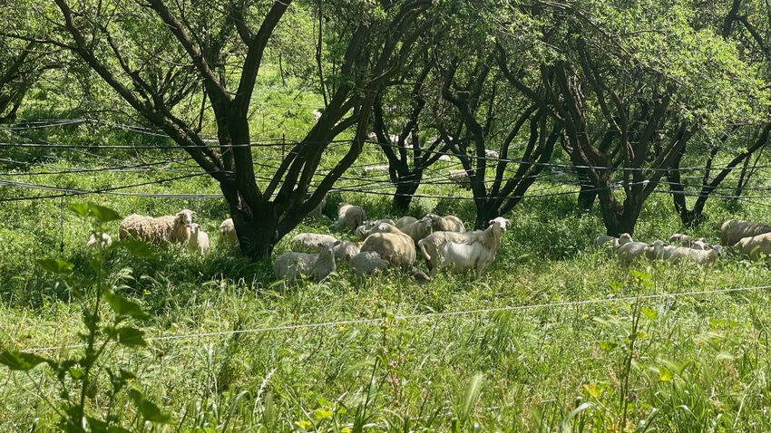 Sheep graze in orchard