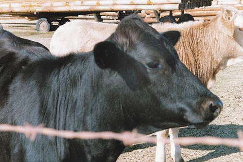 Beef Watch: U.S. cattle herd expanding, Canadian herds stabilized