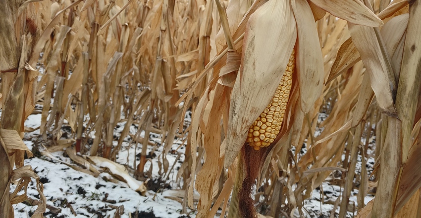 ears of corn dry on stalks