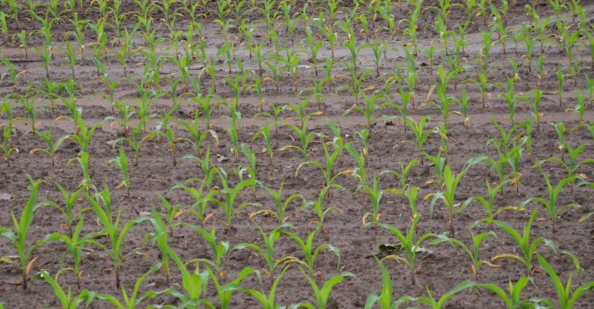 young corn plants that were originally under water this spring