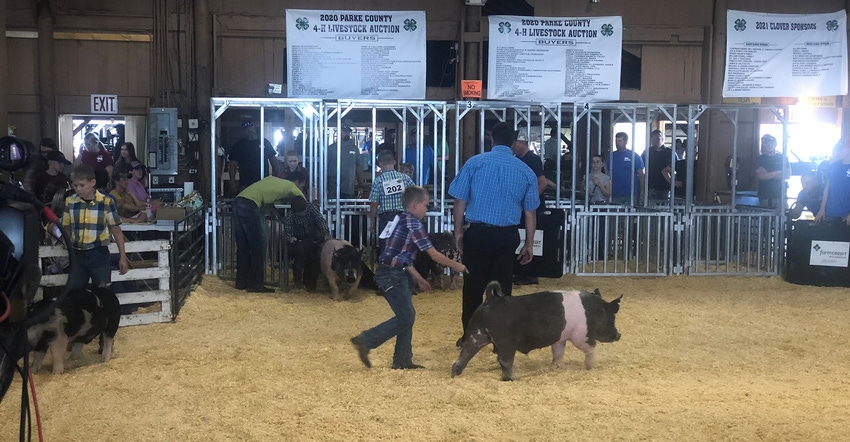 county fair show ring where kids are showing pigs