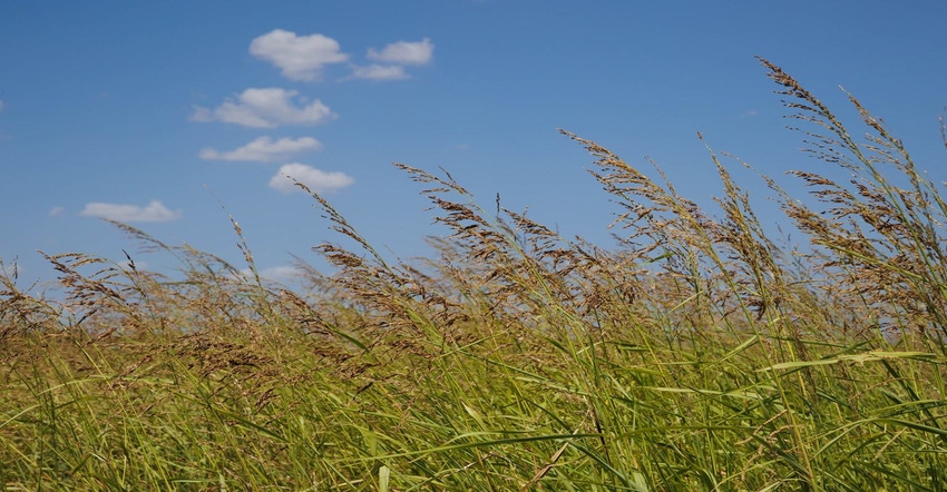 8-15-22 johnsongrass-pasture.jpg 8-15-22 johnsongrass-pasture.jpg