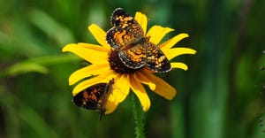yellow flower with two butterflies 