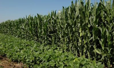 Research  Soil Management Lab