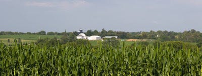 7.22 corn-field.jpg
