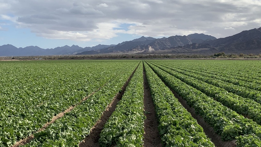 A lettuce field in Welton, Ariz.