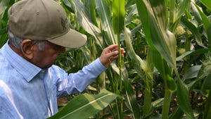  A man examining a cornstalk in a field