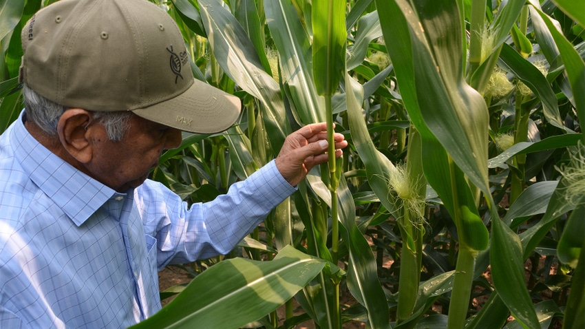 A man examining a cornstalk in a field A man examining a cornstalk in a field