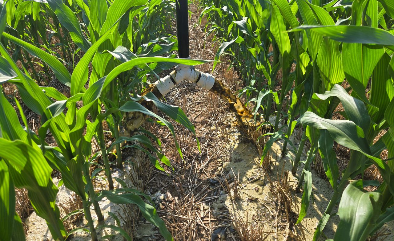 12 Y drops spread manure right next to the corn, two rows at a time