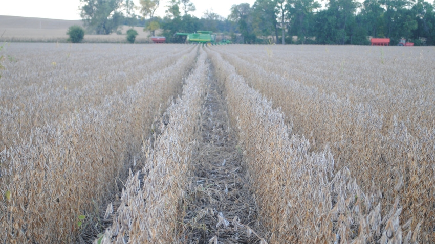 drought stricken soybean field
