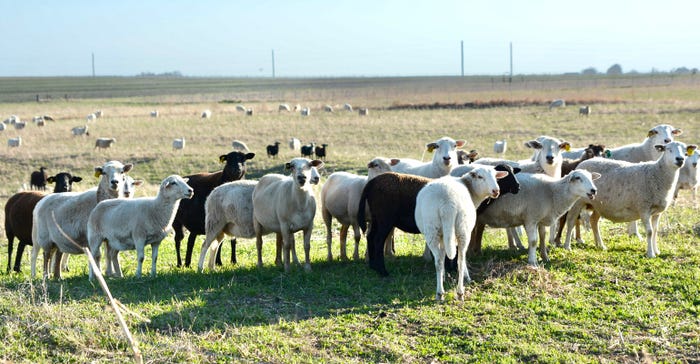 Sheep graze on open acres at the Payne farm in Concordia, Mo.