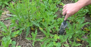 young soybean plants growing among Canada thistles 