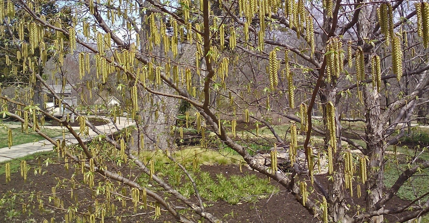 catkins hang from a hop hornbeam tree