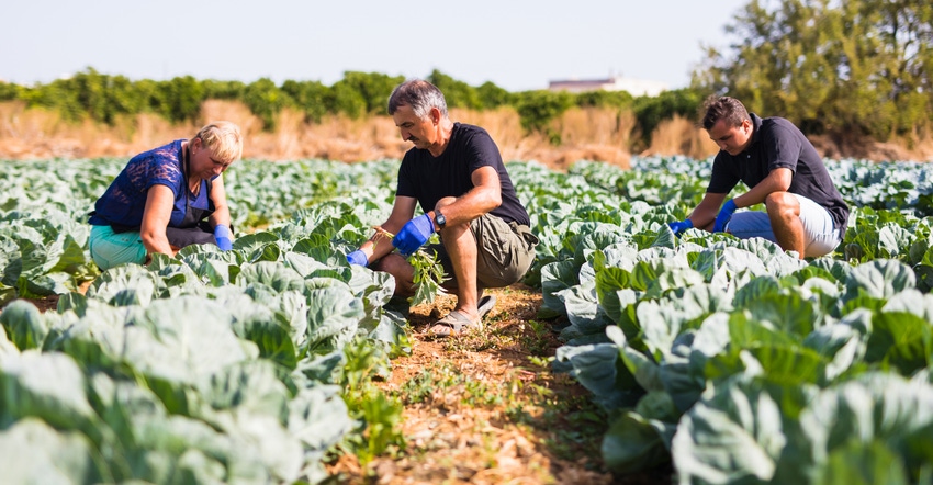 workers in vegetable field