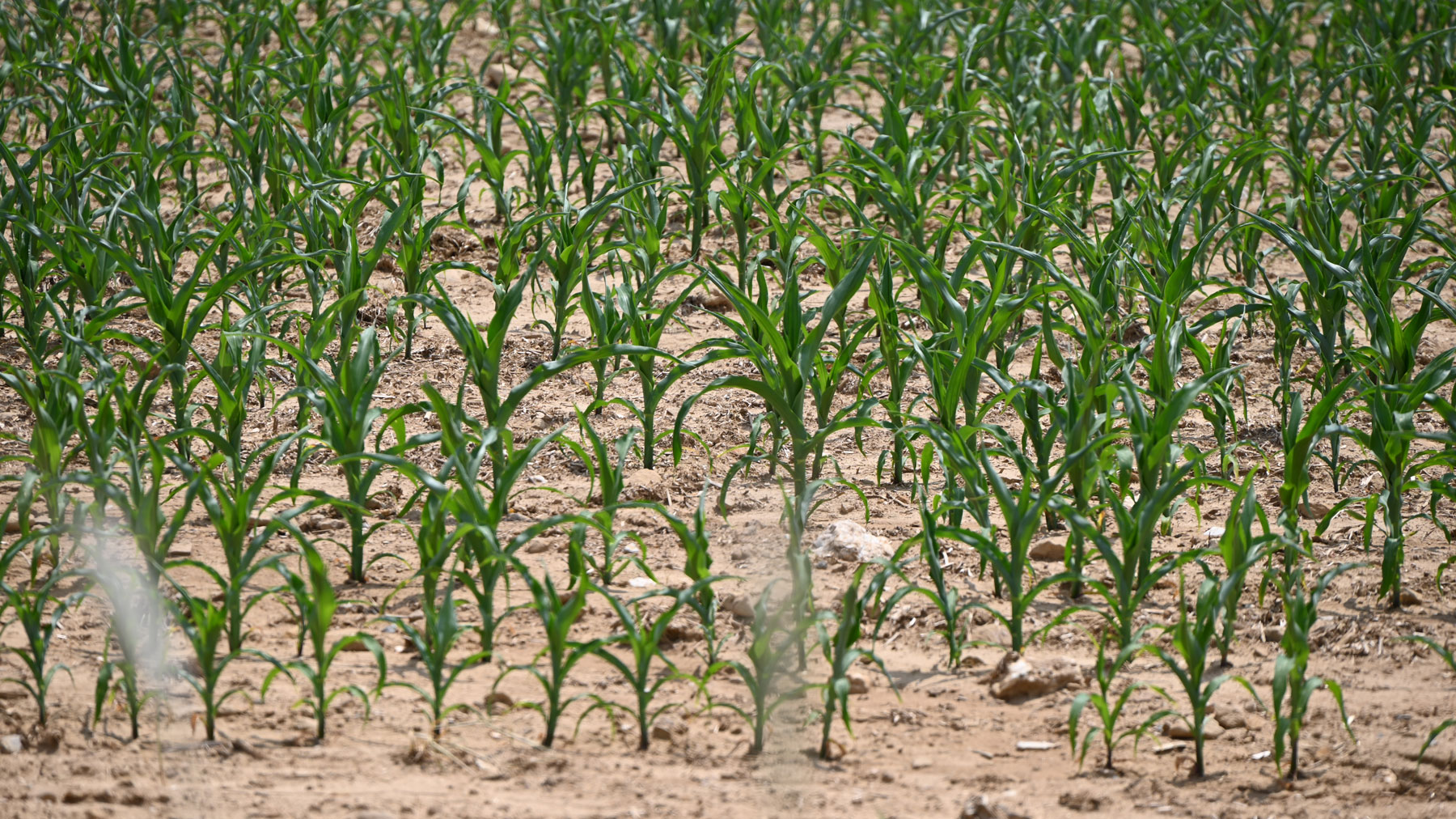 Drought Watch: 64% of U.S. Corn Crop Now Covered by Drought | The Scoop