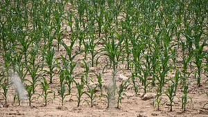 corn emerges from parched ground in Lebanon, Pa.