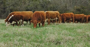 calves grazing in green pasture