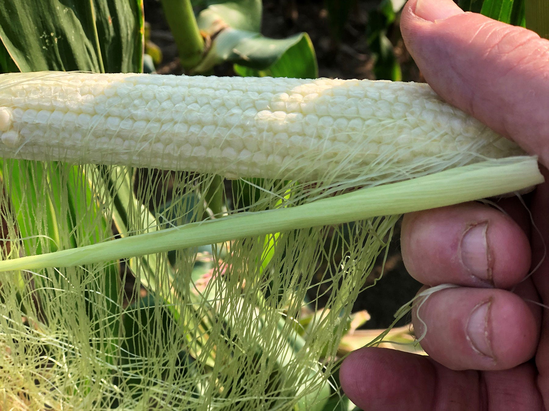 corn cob with silks attached and no kernels
