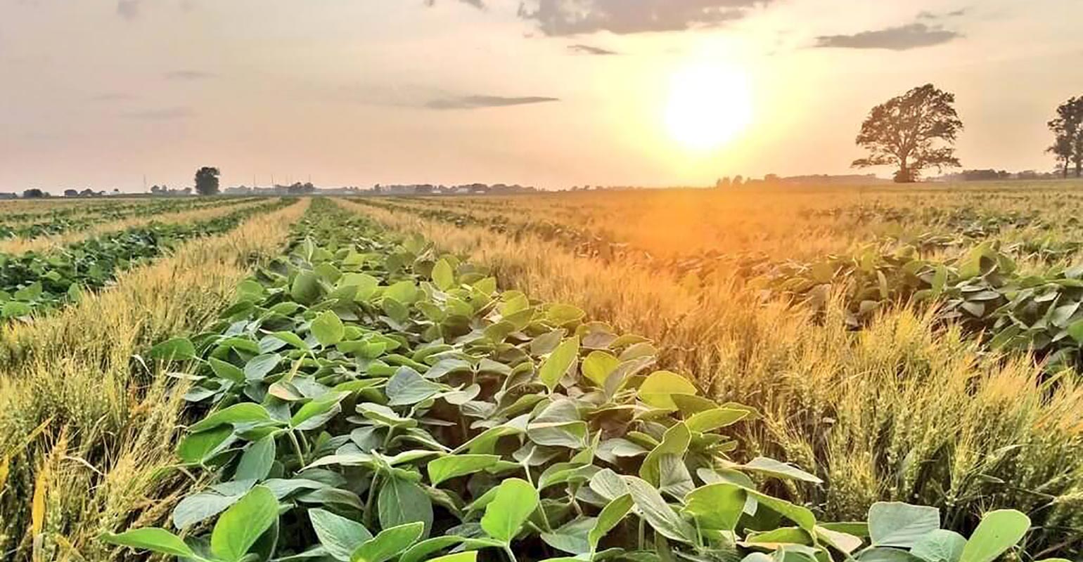 Constant crop canopy improves soil health