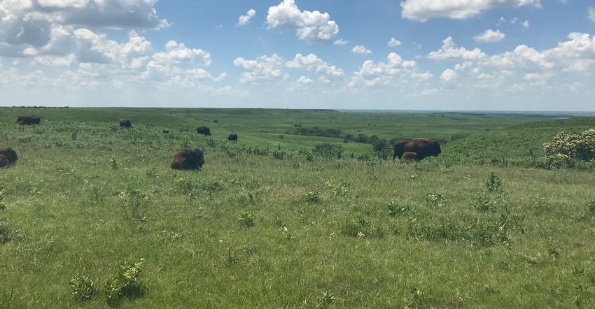 bison in prairie