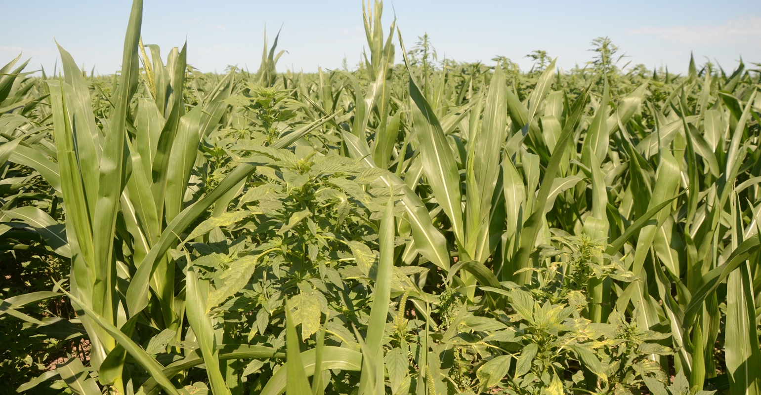 Managing ALS-resistant Palmer And Waterhemp In The Panhandle