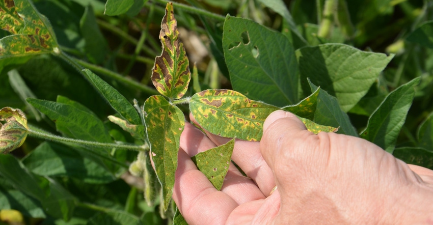 Sudden Death Syndrome in soybeans Sudden Death Syndrome in soybeans