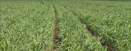 usda_iowa_crop_report_farmers_40_intended_corn_acres_planted_1_635972677148722813.jpg