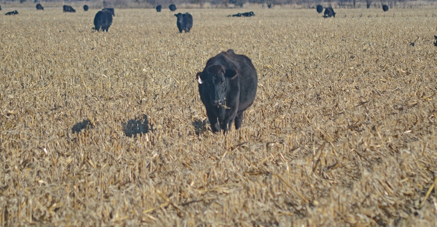 Cattle and corn stalk residue