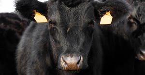 young black angus cattle