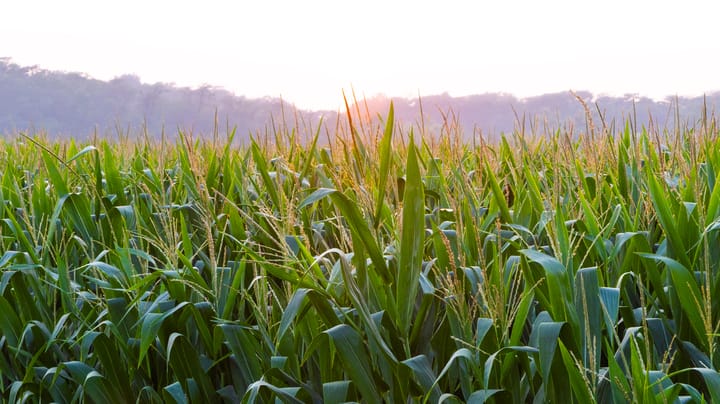 Timely rainfall may spur bin-busting crops in Iowa