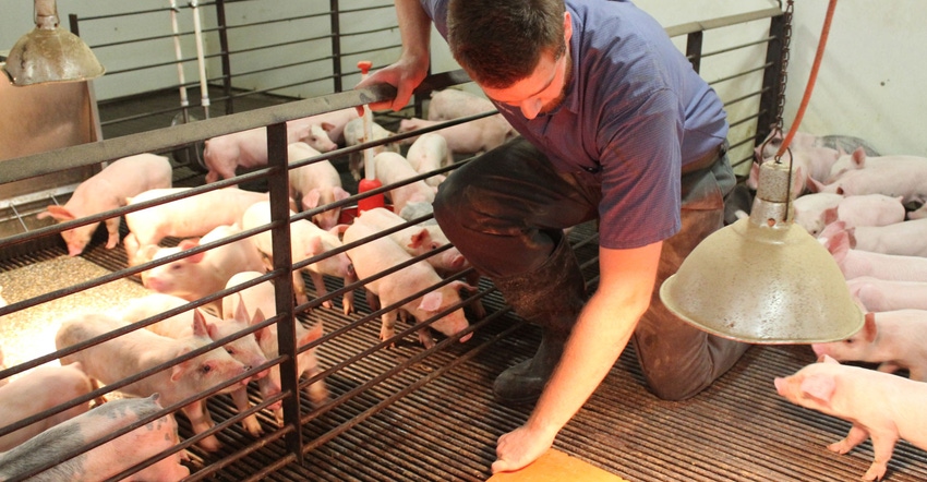 pig farmer in pen with piglets