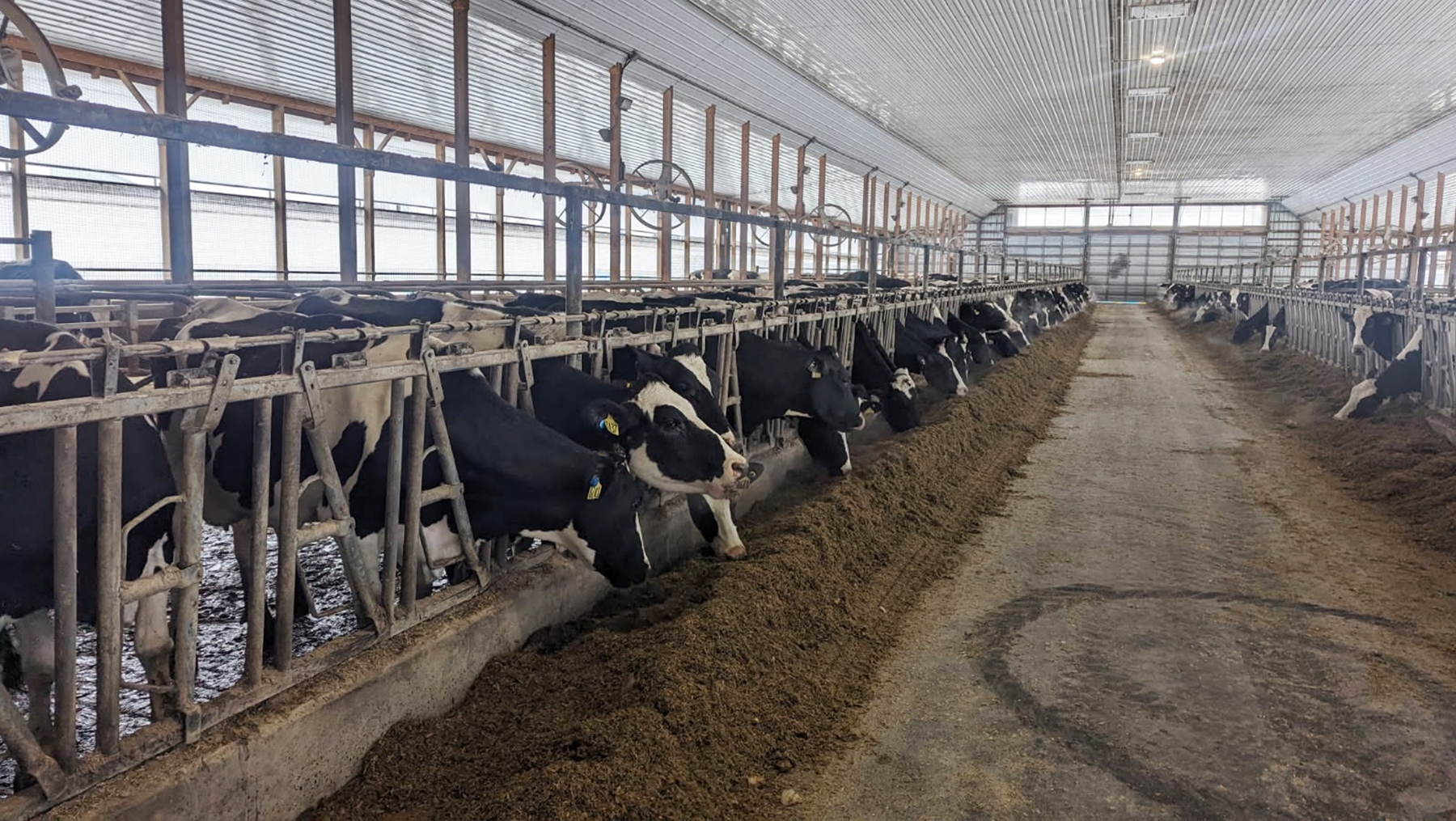 Courtesy of the Beck family - Holstein cows feeding in barn