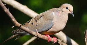 mourning-dove-GettyImages-153517179-web.jpg