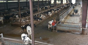 inside of a dairy barn with dairy cows