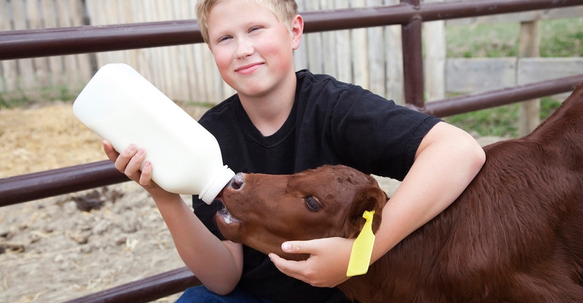 Boy bottle feeding calf