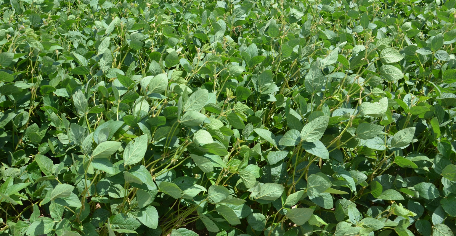 Zero in on fungicide timing for soybeans