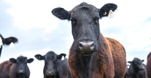 black beef cow staring at camera