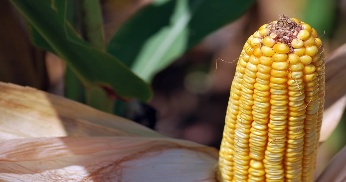 Syngenta releases new corn hybrids and unveils new naming system