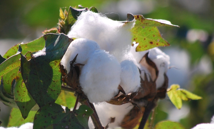 brad-haire-farm-press-cotton-harvest-GA-18-l---Copy.jpg