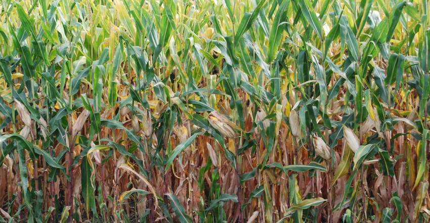 delayed maturity and slow drydown of corn shown in closeup of corn in field