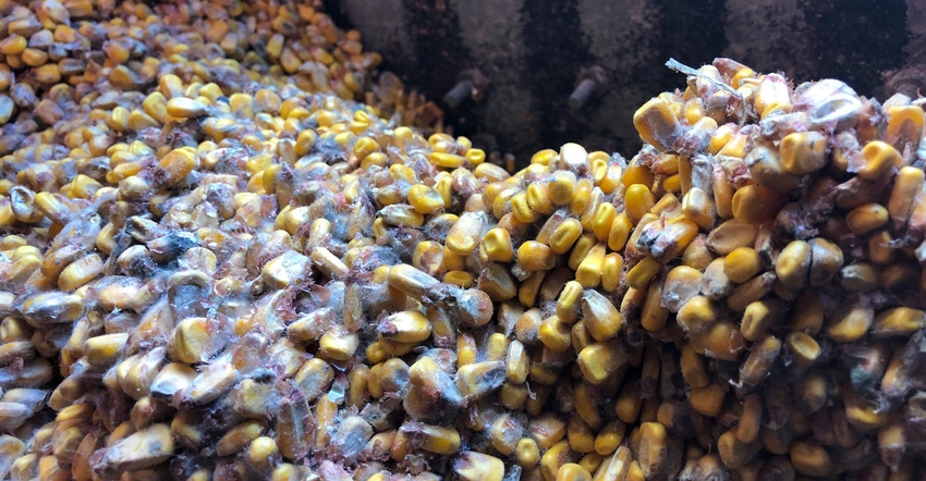 Close-up of mold developing in corn on a south-facing bin wall 