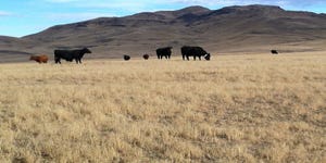 6-14-22 cheatgrass cattle grazing.jpg