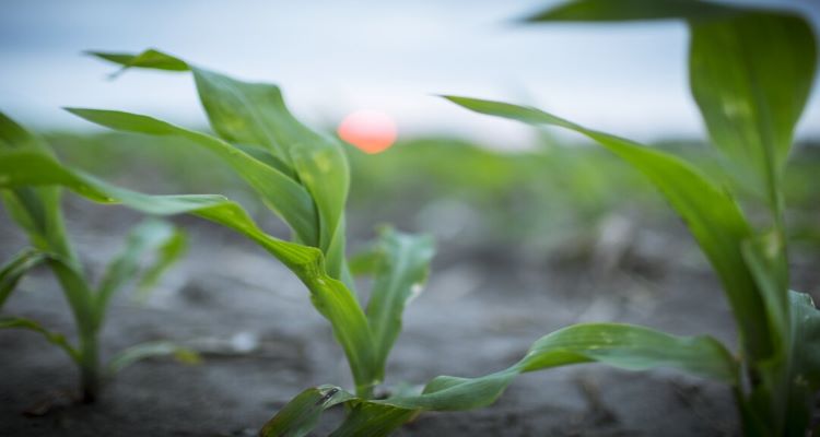 1-18-21 Corn_Emergence_6925_F-lowres_2.jpg 1-18-21 Corn_Emergence_6925_F-lowres_2.jpg