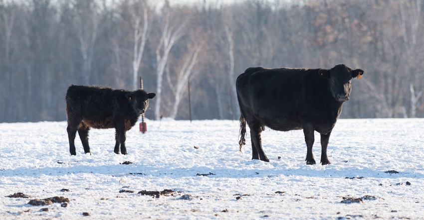 Black Angus Cattle on a feed lot in the winter