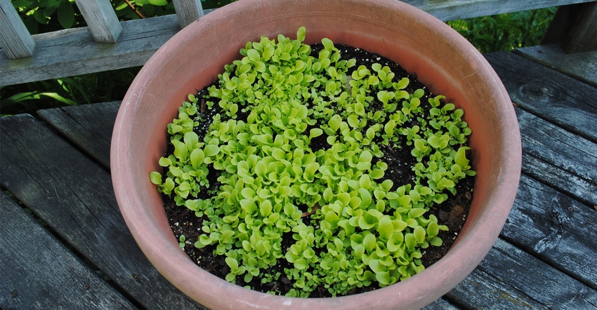 Pot of lettuce